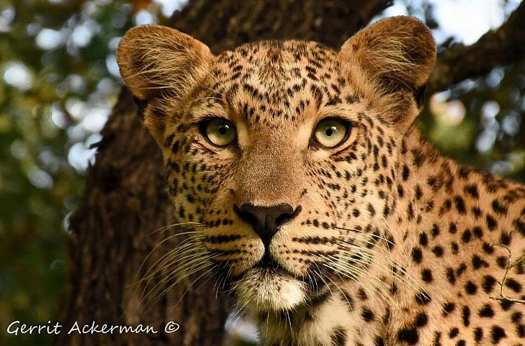 Elephant Plains Game Lodge