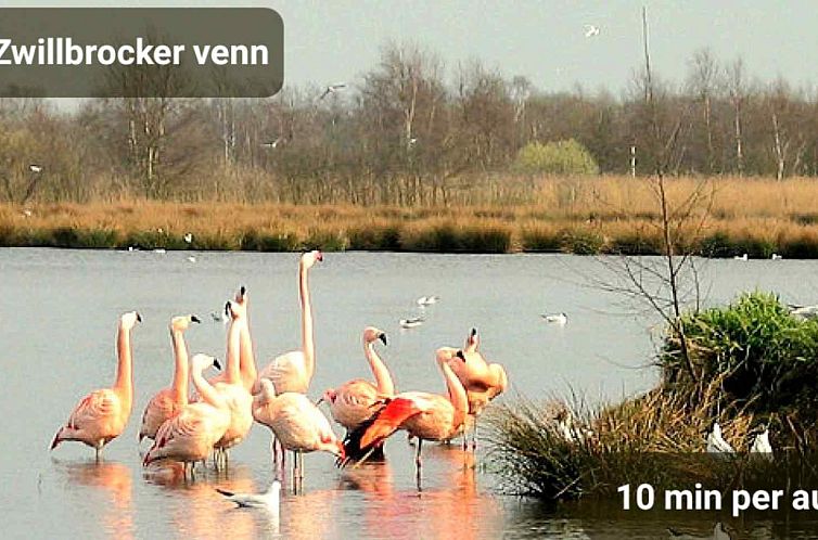 Sfeervol 4-persoons vakantiehuis met houtkachel in de natuur