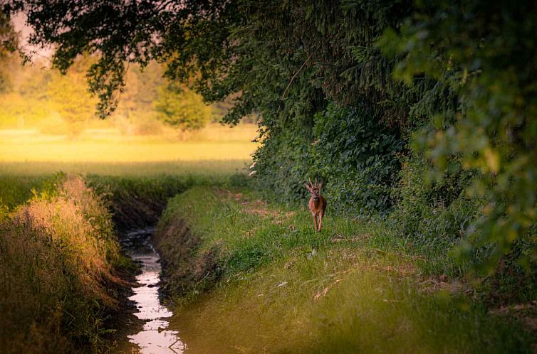 Sfeervol 4 persoons vakantiehuis, gelijkvloers met ligbad en