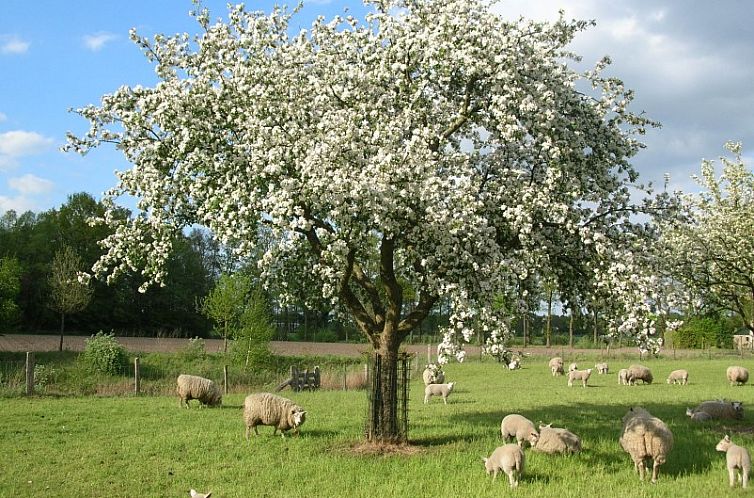 vakantieboerderijtje-achterhoek-twente