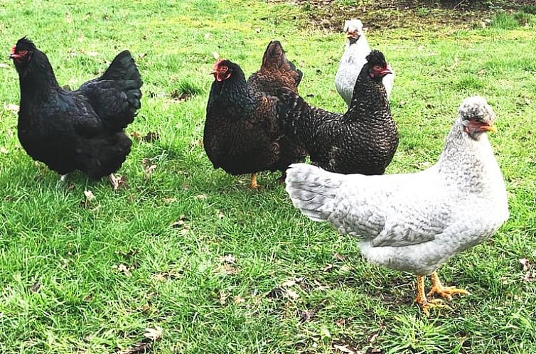 Huisje in Geesteren Gelderland