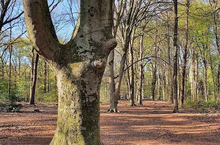 Huisje in Neede/ Gelselaar