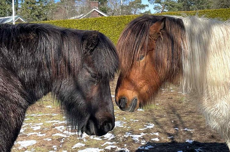 Mooie twee persoons chalet in een rustige, bosrijke omgeving