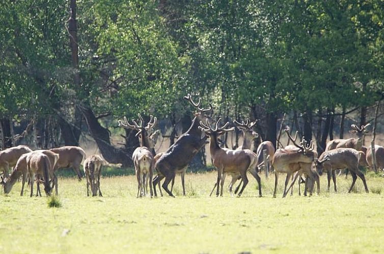 Huisje in Ermelo