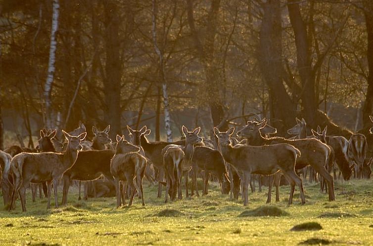 Huisje in Ermelo