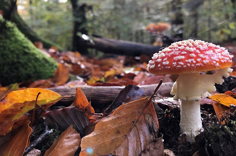 Buitenplaats Sprielderbosch 23 "De Zwijnenstal"