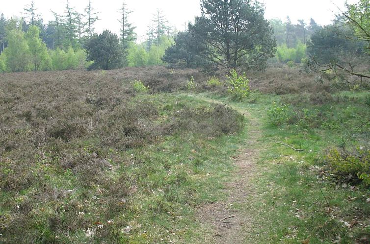 Mooie 2 persoons vakantiewoning gelegen in de bossen op de