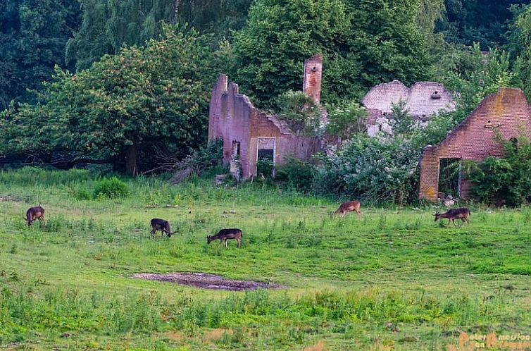 Vakantiehuisje in Rheden