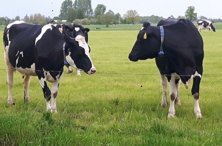 Van Luttikhuizen chaletverhuur Zwaantje 1