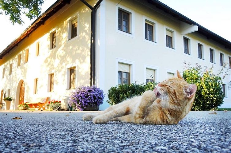 Bauernhofpension Herzog zu Laah