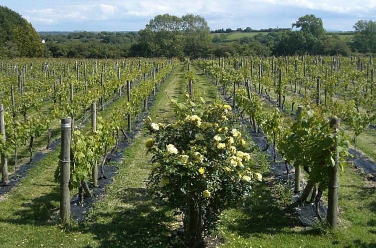 Glyndwr Vineyard