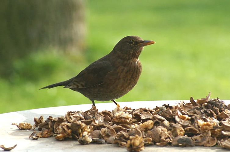 Vakantiehuisje in Baarschot