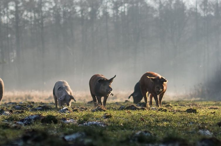 Vakantiehuisje in Baarschot