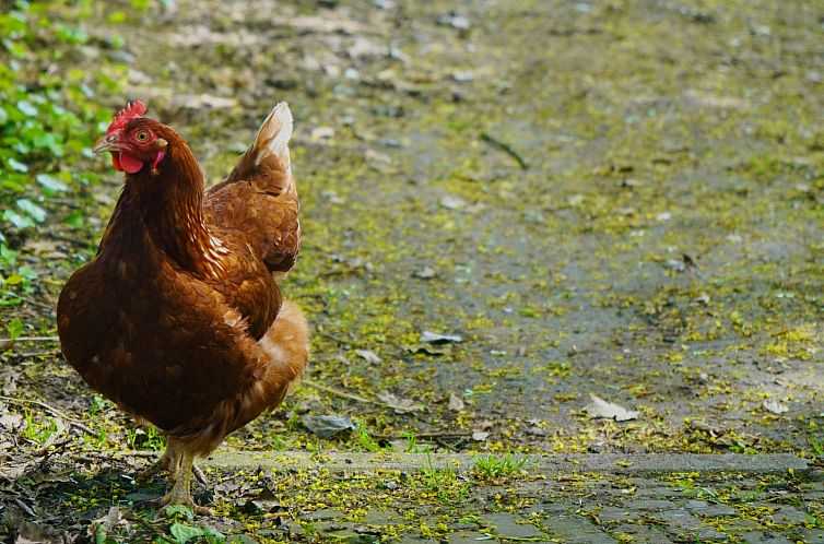 Sfeervolle landelijk gelegen vakantieboerderij voor 2