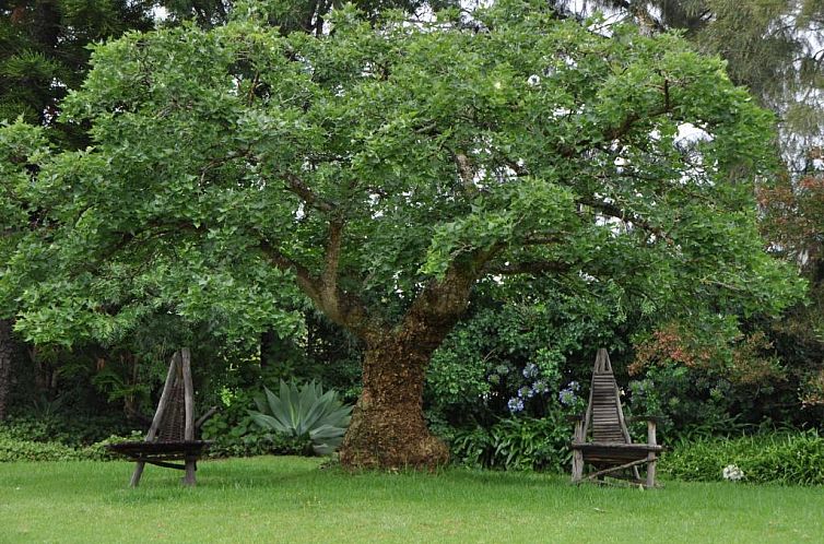 Marula Lodge