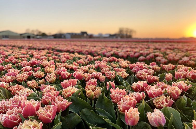 Résidence Juliana 57 Julianadorp aan zee