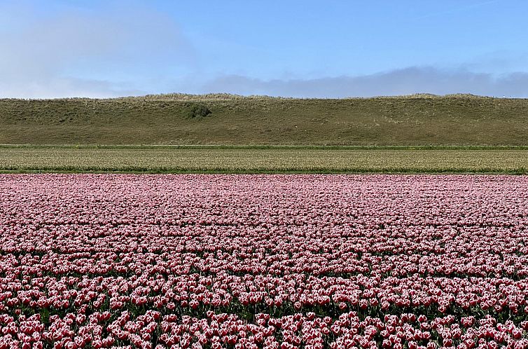 Suite Duinzicht Callantsoog