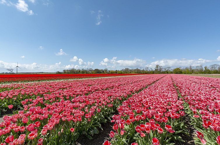 Duinland 245 Sint Maartenszee