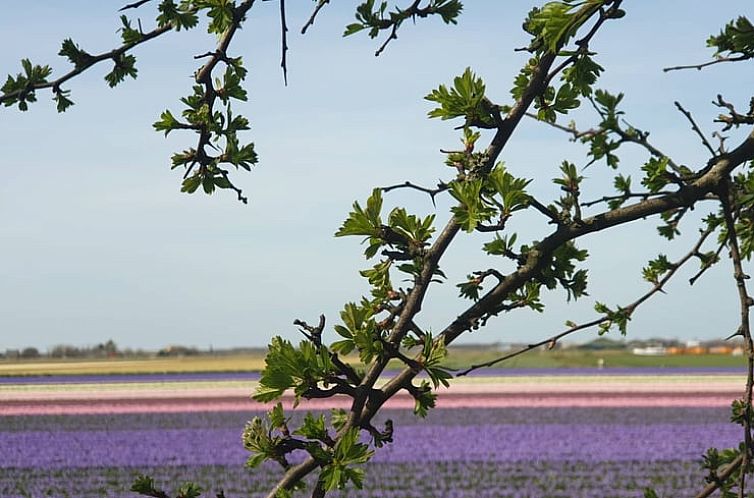 Vakantiehuisje in Oudesluis