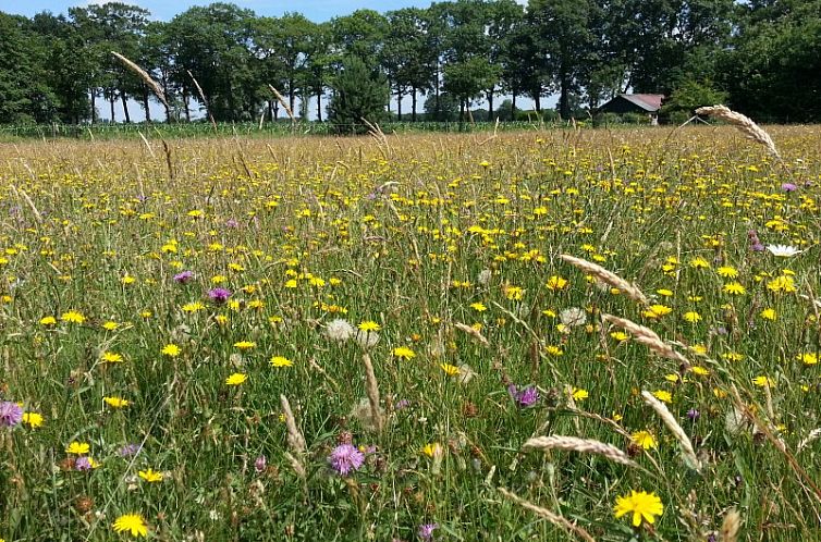 vakantieboerderijtje-achterhoek-twente.nl