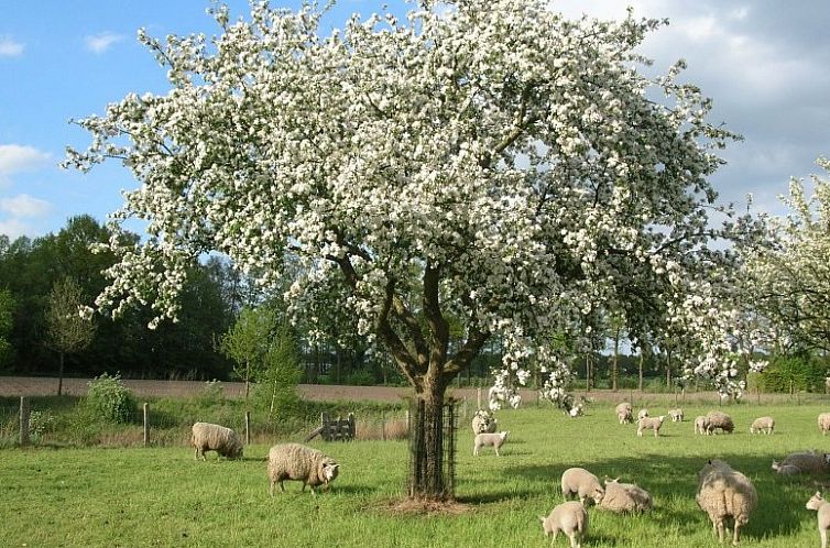 vakantieboerderijtje-achterhoek-twente.nl