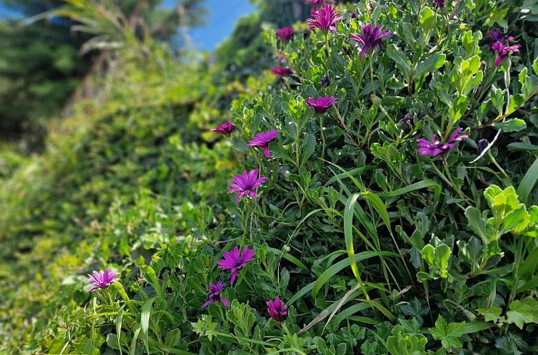 Madeira Sunset Cottage - Nature Retreat