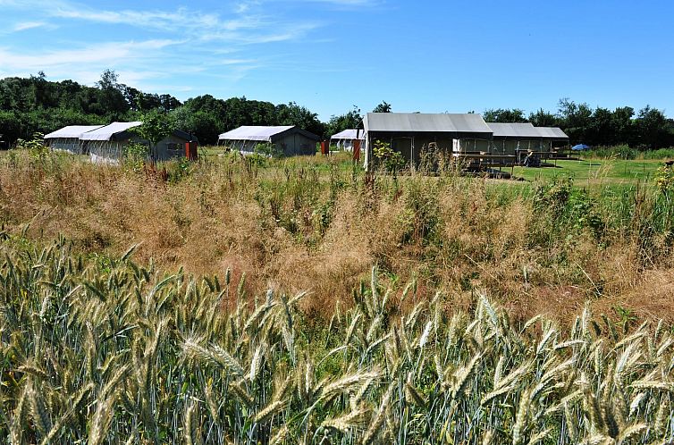 Twentse Buitenleven - Familie lodgetent - luxe kamperen