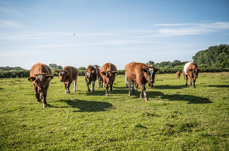 Twentse Buitenleven - Sterrenkubus in Overijssel, romantisch