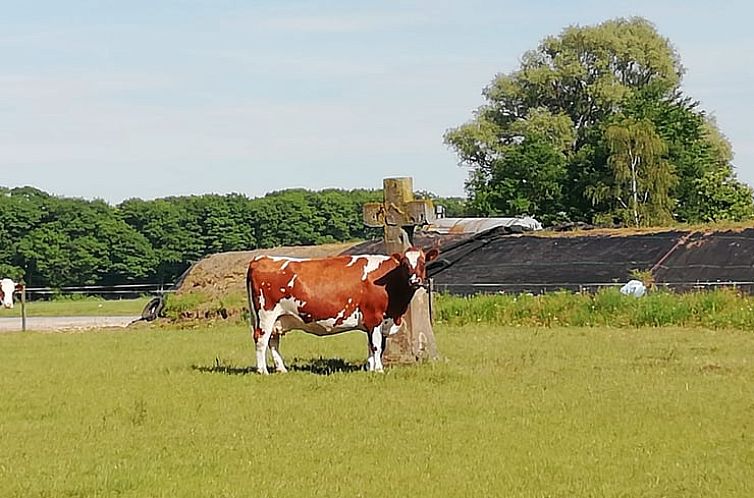 Huisje in Olst