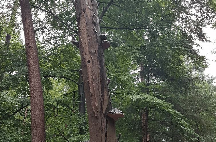 Vakantiehuisje in Hellendoorn