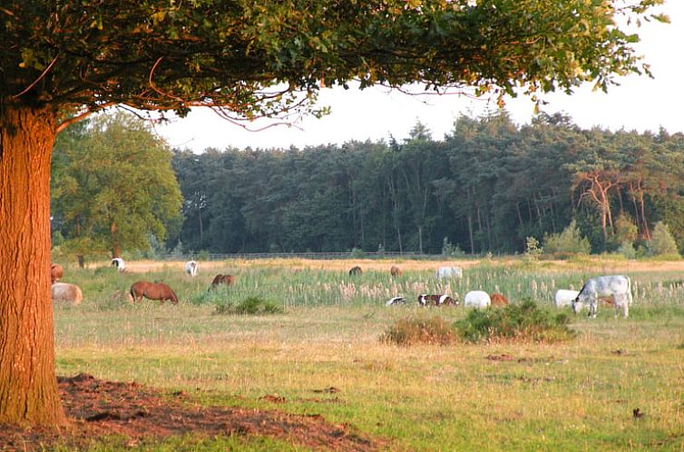 Huisje in Hellendoorn