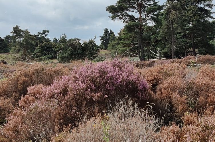 Huisje in Haarle