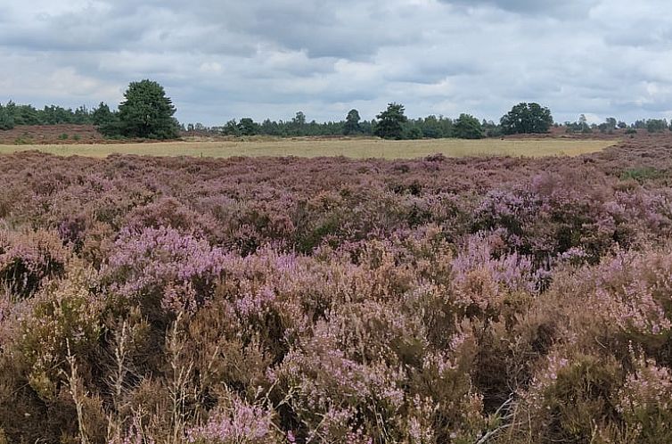 Huisje in Haarle