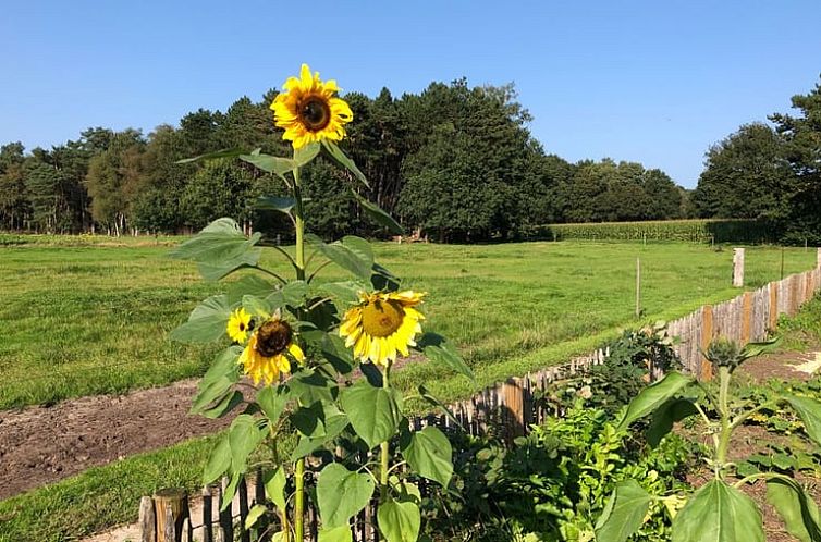 Huisje in Ommen