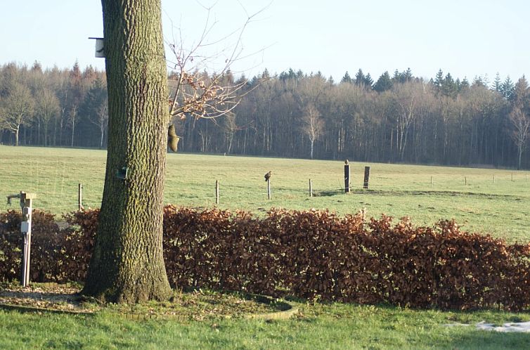 De Buizerd