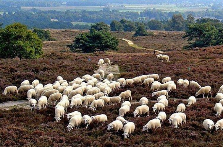 Huisje in Stegeren