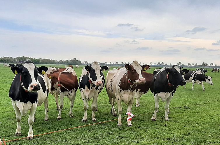 2 persoons vakantiehuis bij een boerderij in Beerzerveld