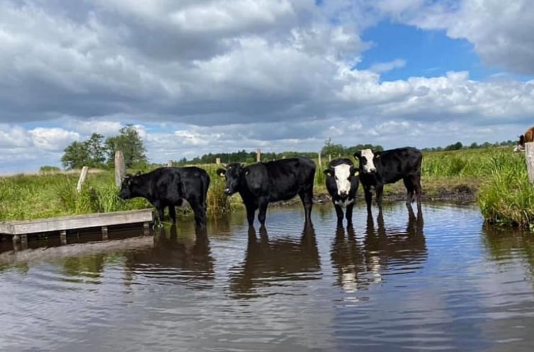 Huisje in Giethoorn