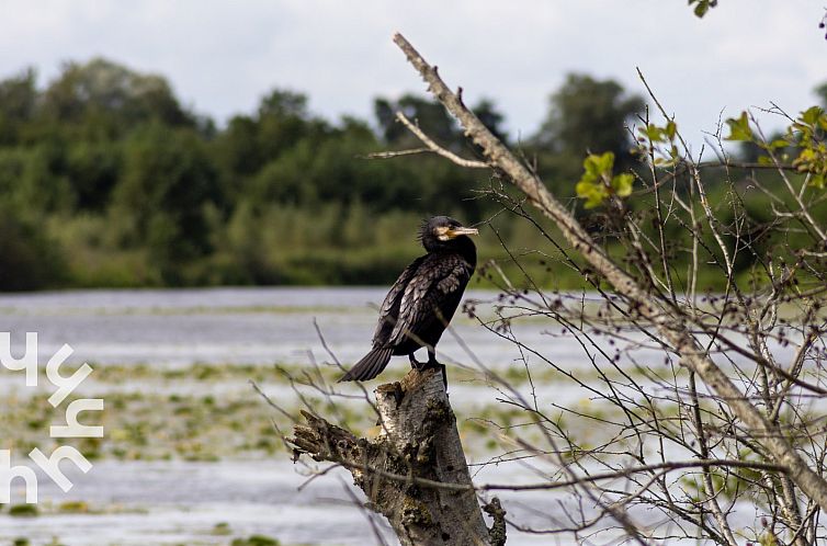 6 persoons vakantiehuis met omheinde tuin aan het water in