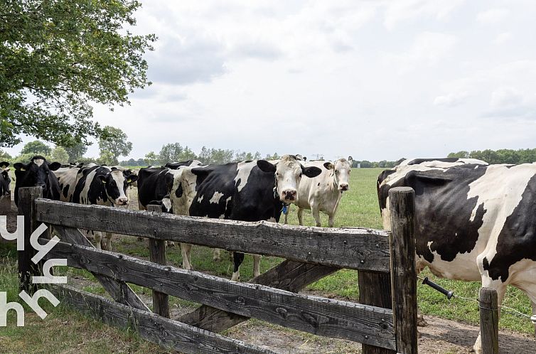 4 persoons vakantiehuis gelegen aan de rand van natuurgebied