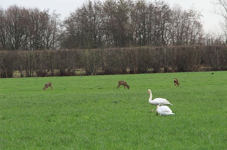 Huisje in Breukelen