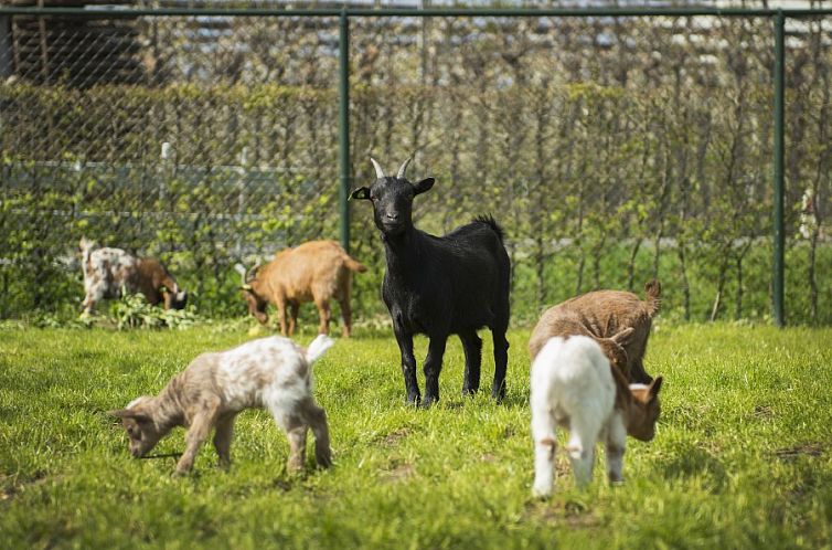 Boerderij De Boterbloem