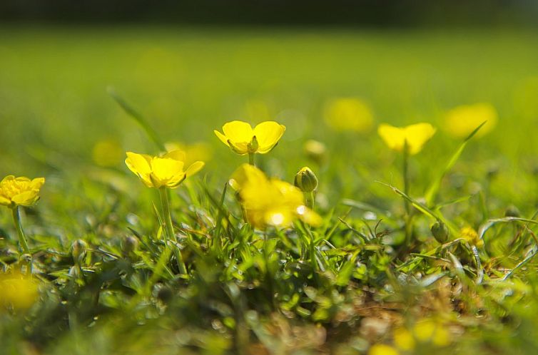 Boerderij De Boterbloem