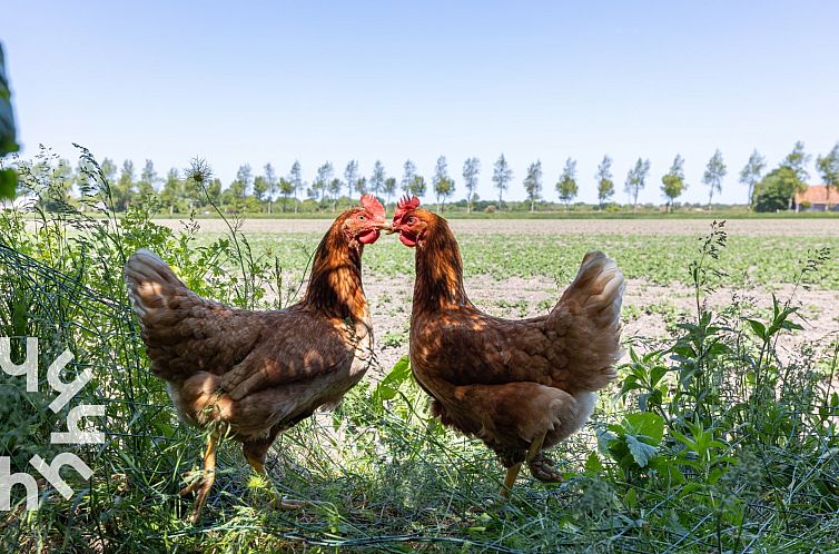 2-persoons studio in Vrouwenpolder op Walcheren, landelijk