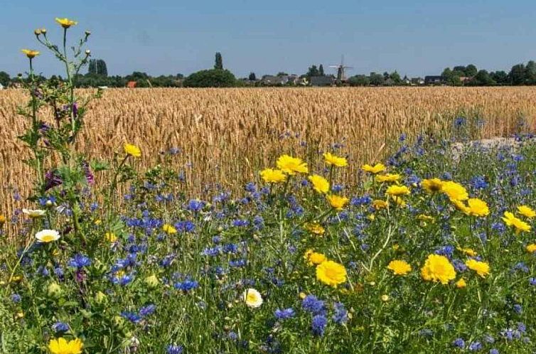 Sfeervol 6-persoons vakantiehuis in Veere 1500 meter van het