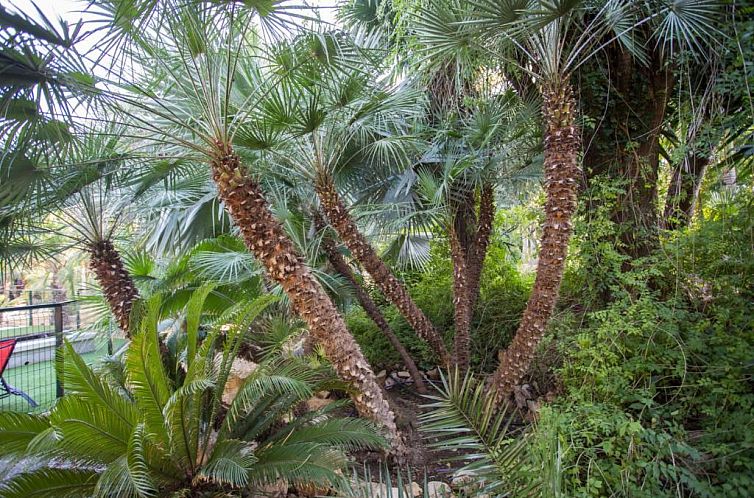 Apartamentos El Palmeral de Madaria