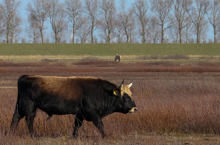 Vakantiehuisje in Sommelsdijk