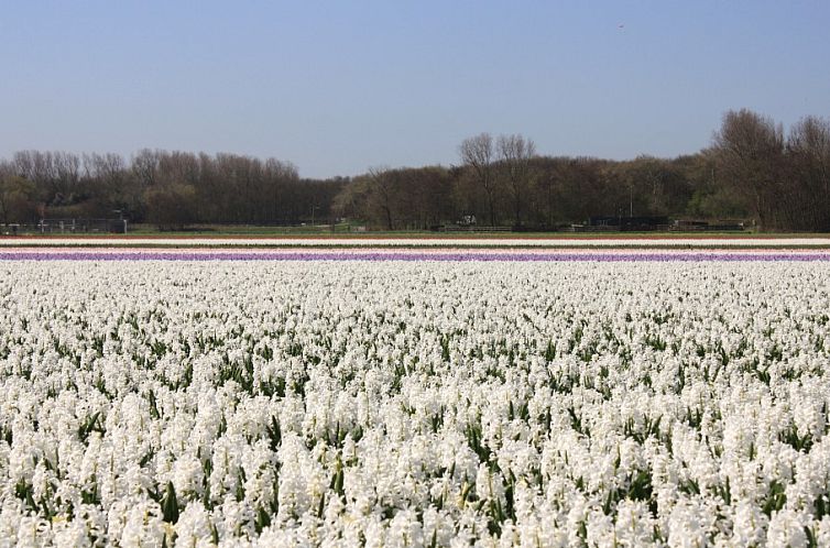 Boerderij Puik en Duin Noordwijk 