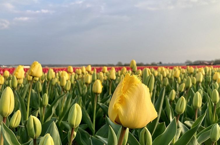 Nieuw Vakantiehuis Puik en Duin 5a