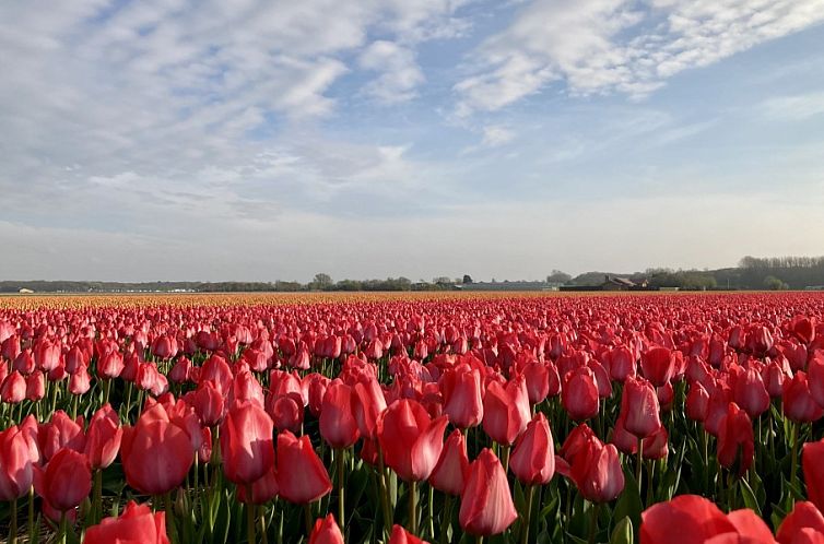 Nieuw Vakantiehuis Puik en Duin 5a